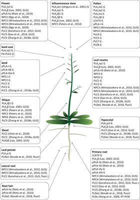 Recent Advances in the Cellular and Developmental Biology of Phospholipases in Plants